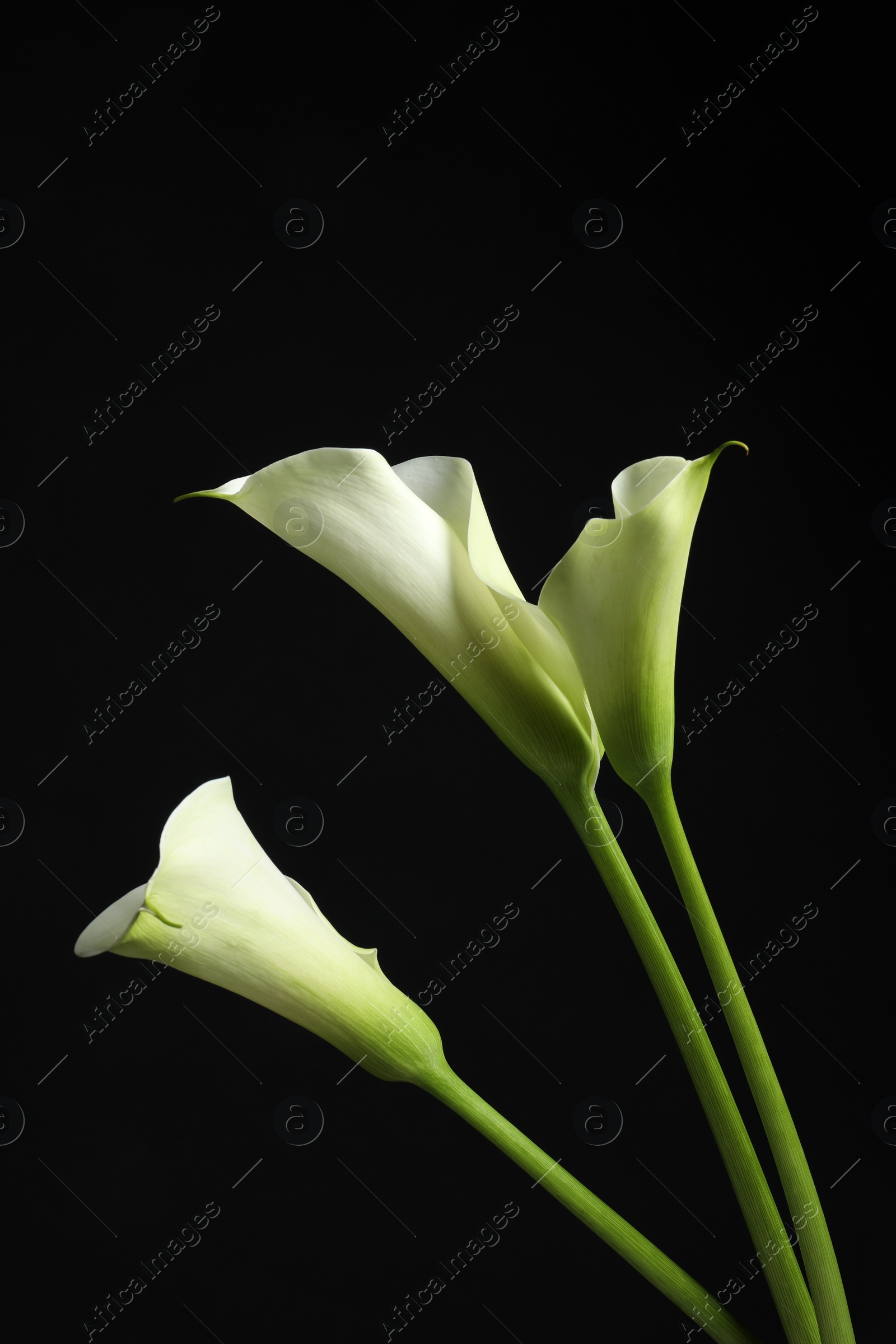 Photo of Beautiful calla lily flowers on black background