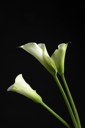 Photo of Beautiful calla lily flowers on black background