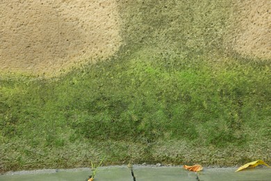 View of textured wall with green moss outdoors, closeup