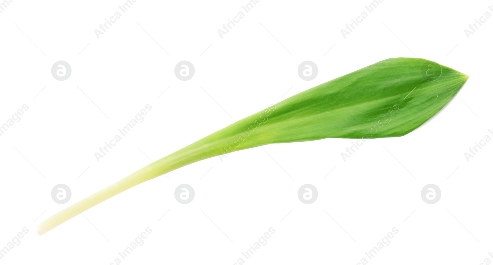 Photo of Leaf of wild garlic or ramson isolated on white