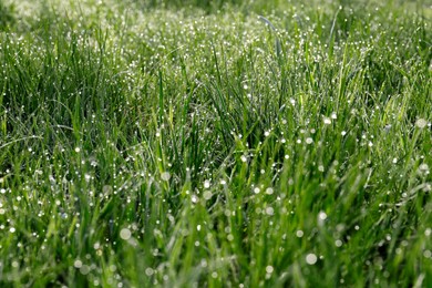 Photo of Beautiful bright green grass covered with morning dew
