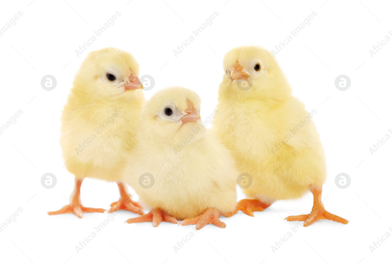 Photo of Three cute fluffy chickens on white background