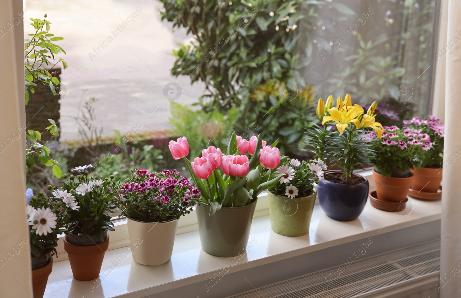 Photo of Many beautiful blooming potted plants on windowsill indoors