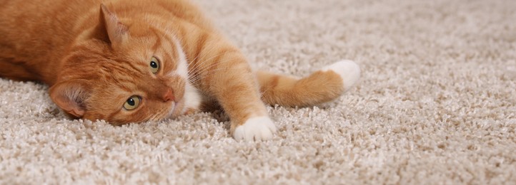 Image of Cute ginger cat lying on carpet at home. Banner design with space for text