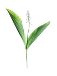 Photo of Beautiful lily of the valley with leaves isolated on white