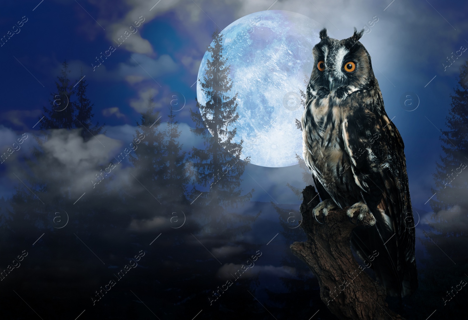 Image of Owl in misty forest on full moon night