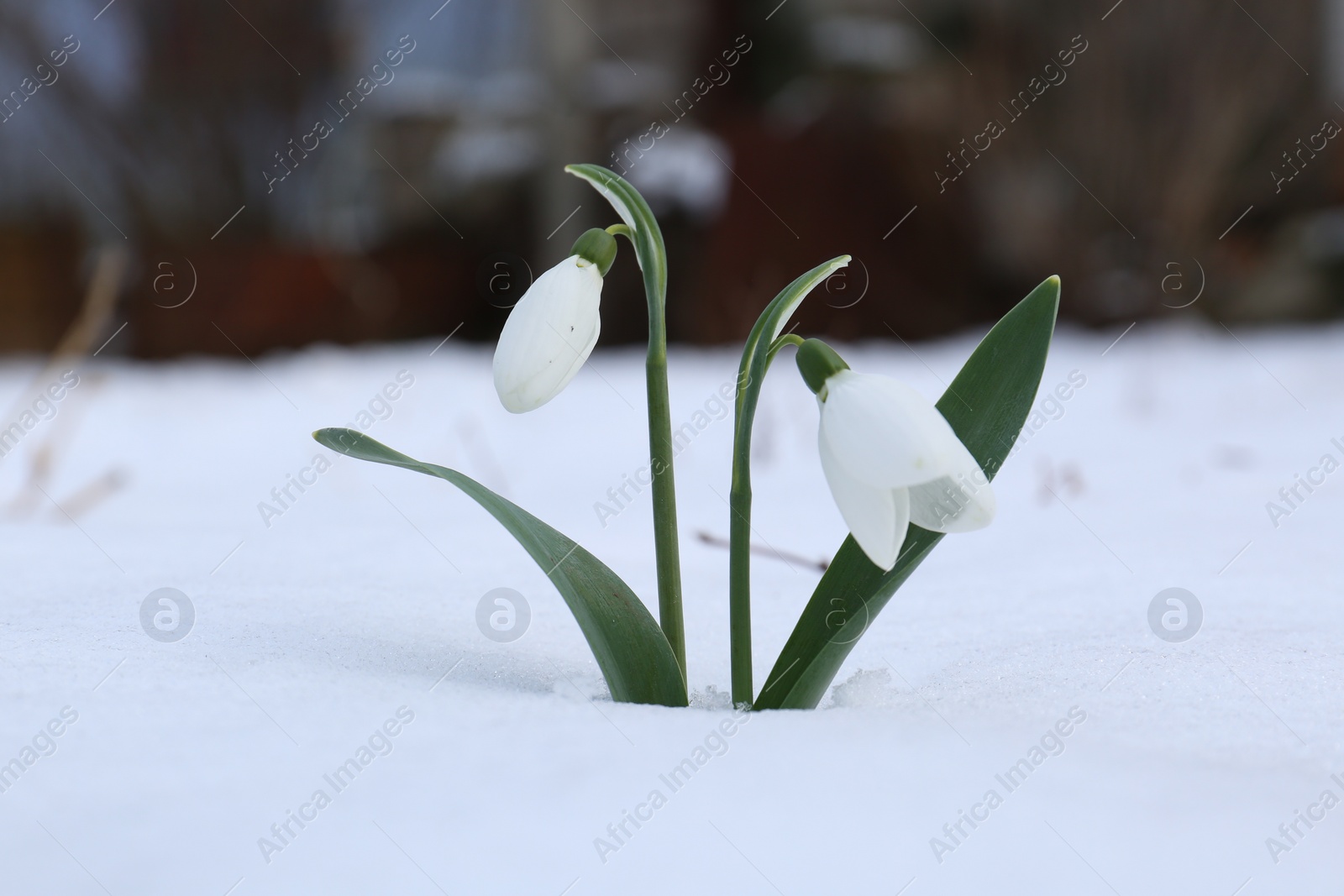 Photo of Beautiful blooming snowdrops growing in snow outdoors. Spring flowers