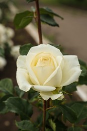 Photo of Closeup view of beautiful blooming rose bush outdoors