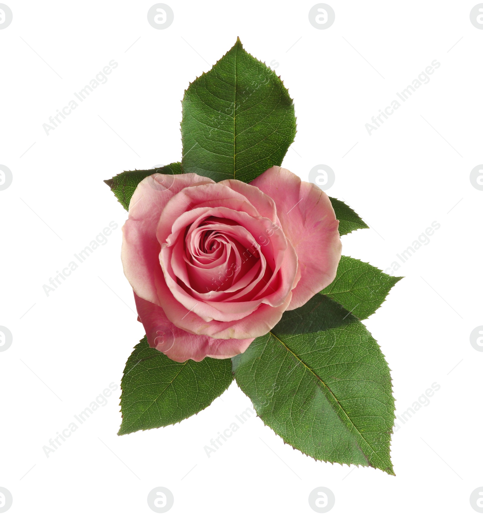 Photo of Beautiful pink rose on white background, top view