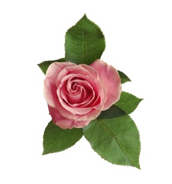 Beautiful pink rose on white background, top view