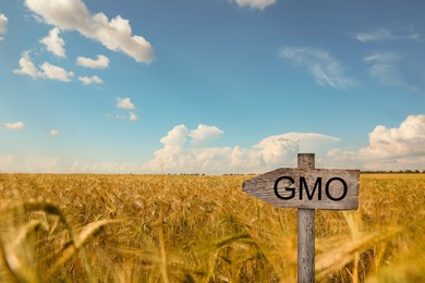 Image of Wooden sign with abbreviation GMO in wheat field on sunny day