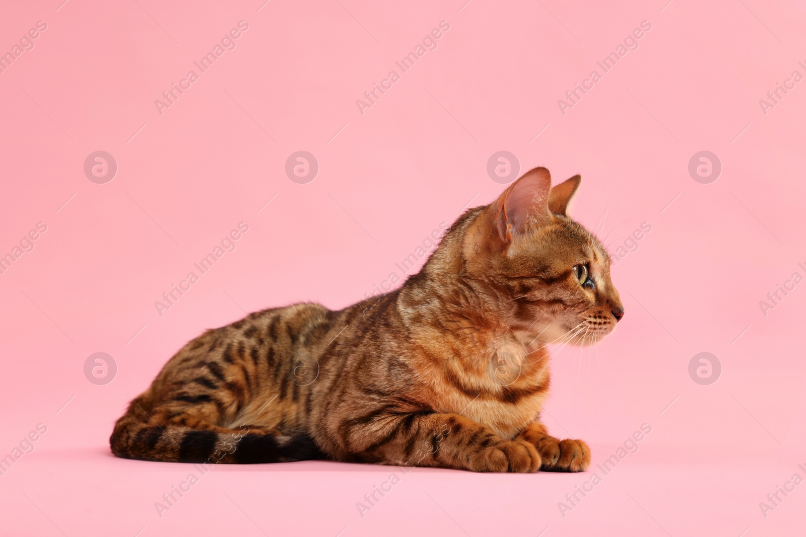 Photo of Cute Bengal cat on pink background. Adorable pet