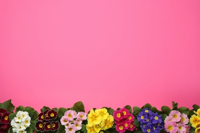 Photo of Primrose Primula Vulgaris flowers on pink background, flat lay with space for text. Spring season