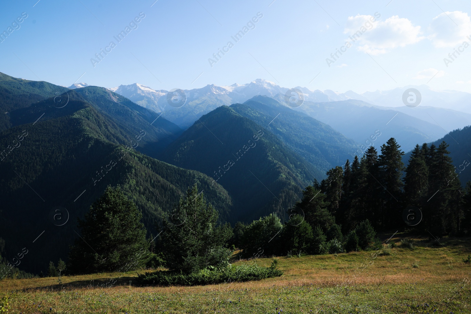 Photo of Picturesque view mountain landscape with meadow and forest on sunny day