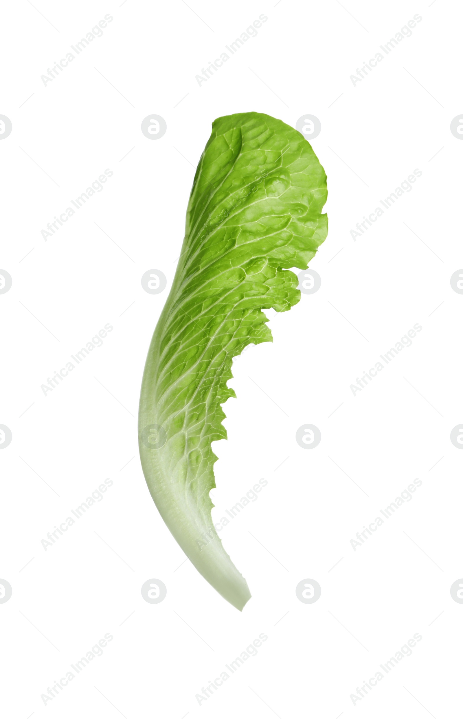 Photo of Fresh leaf of green romaine lettuce isolated on white