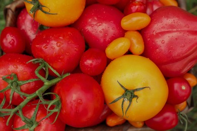 Photo of Tasty fresh tomatoes as background, top view
