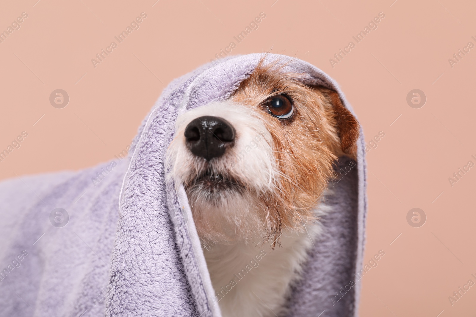 Photo of Cute dog in towel on beige background