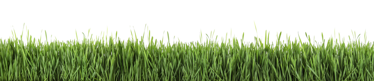 Image of Fresh green grass on white background, banner design. Spring season