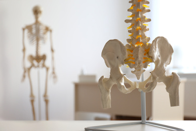 Photo of Human spine model on table in orthopedist's office, closeup