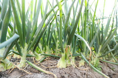 Fresh green onion growing in field, closeup