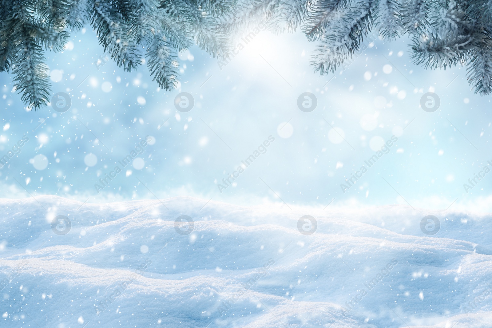 Image of Winter card design. Beautiful fluffy snow and fir tree outdoors