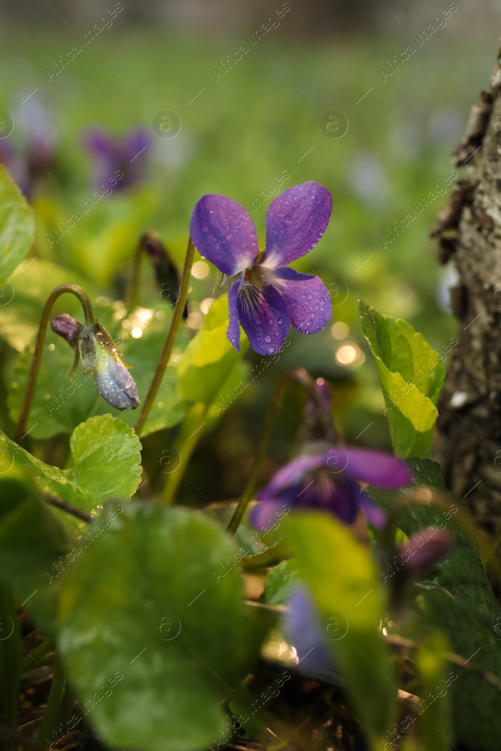 Photo of Beautiful wild violets blooming in forest. Spring flowers