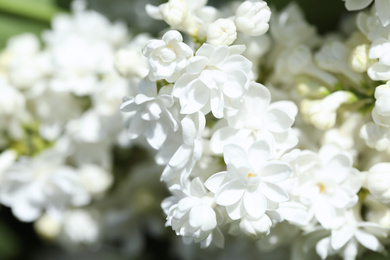 Photo of Closeup view of beautiful lilac shrub with white flowers outdoors