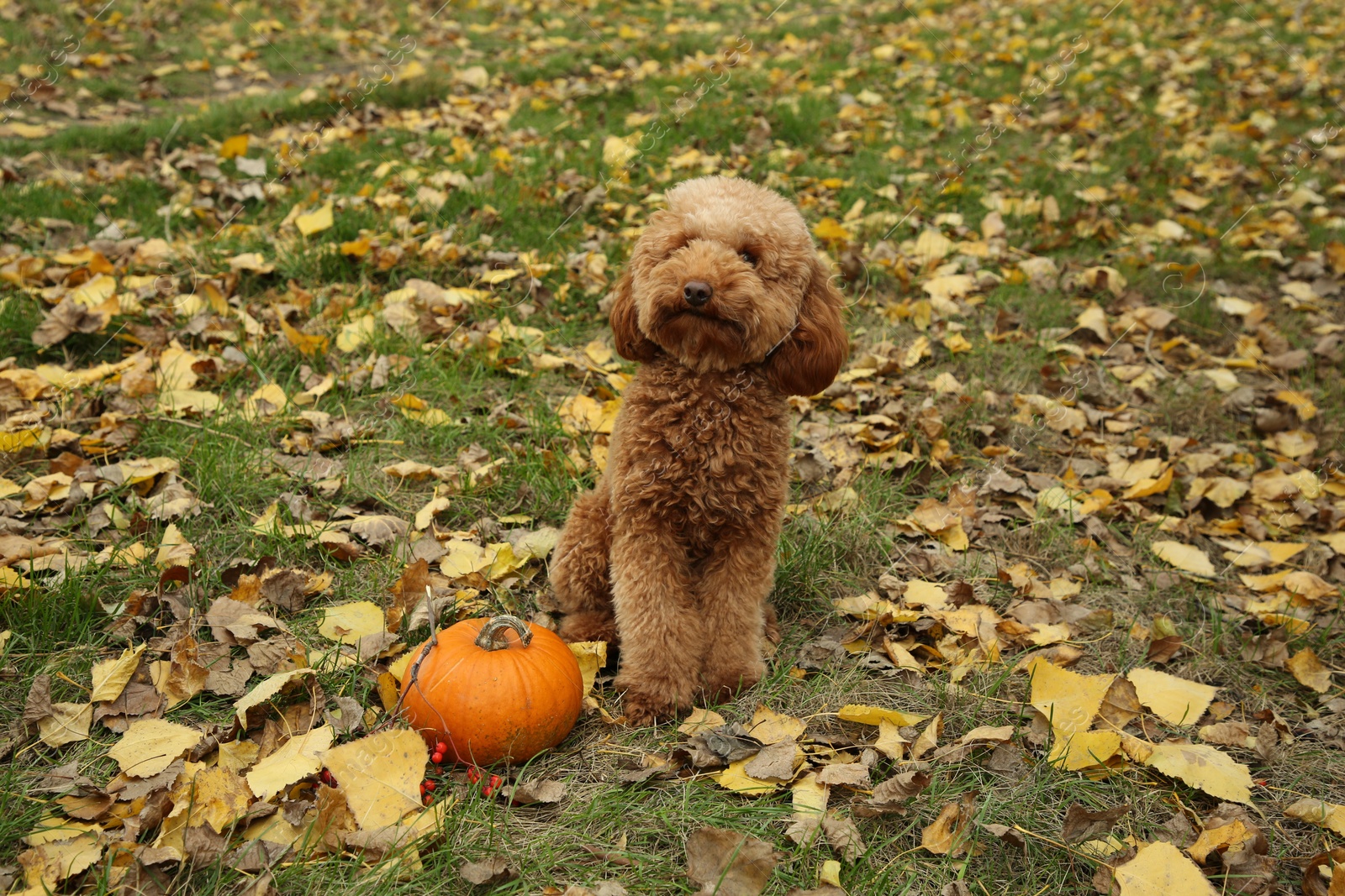 Photo of Cute fluffy dog and pumpkin on grass in autumn park