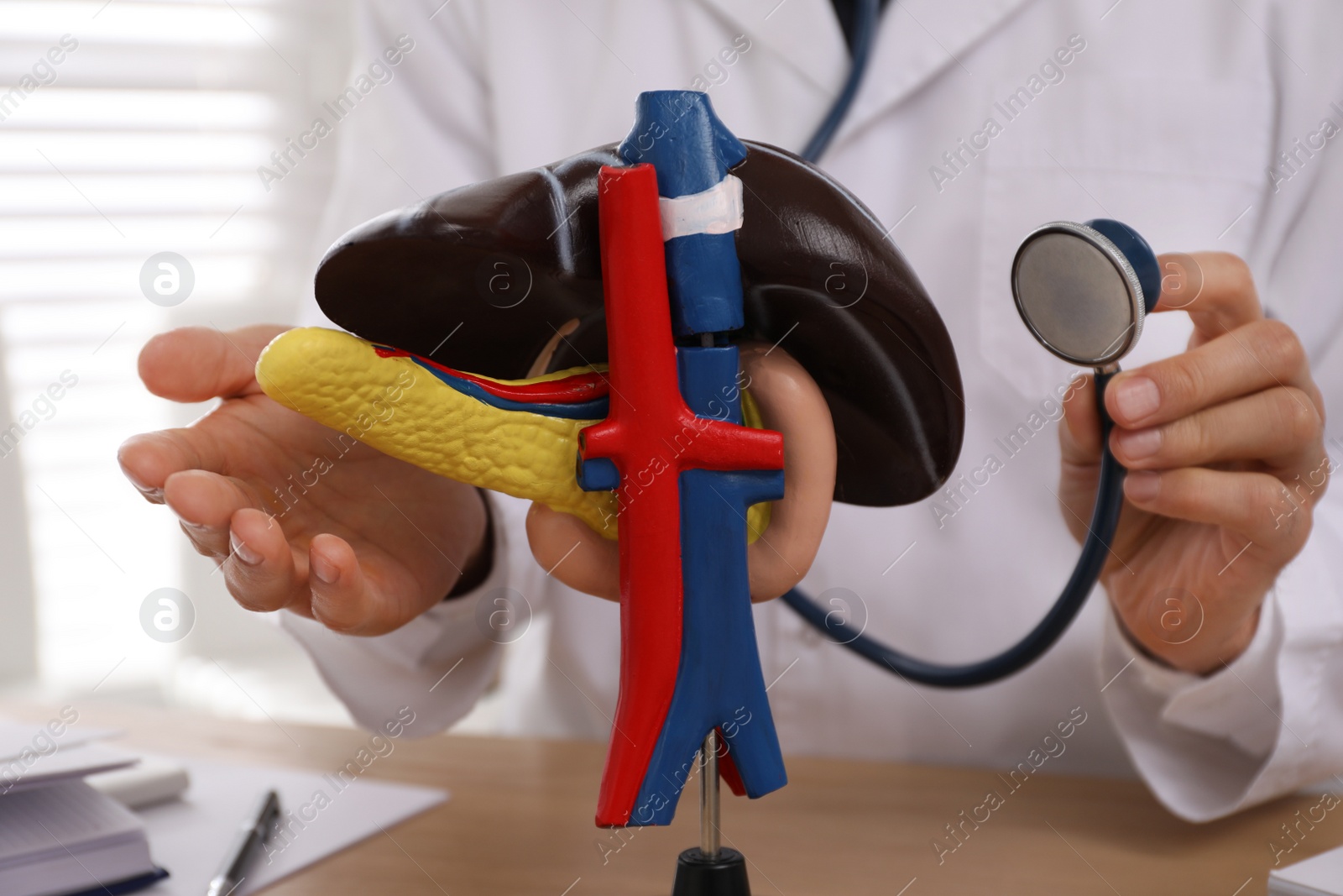 Photo of Doctor with stethoscope and liver model at workplace, closeup