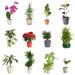 Set of different houseplants in flower pots on white background