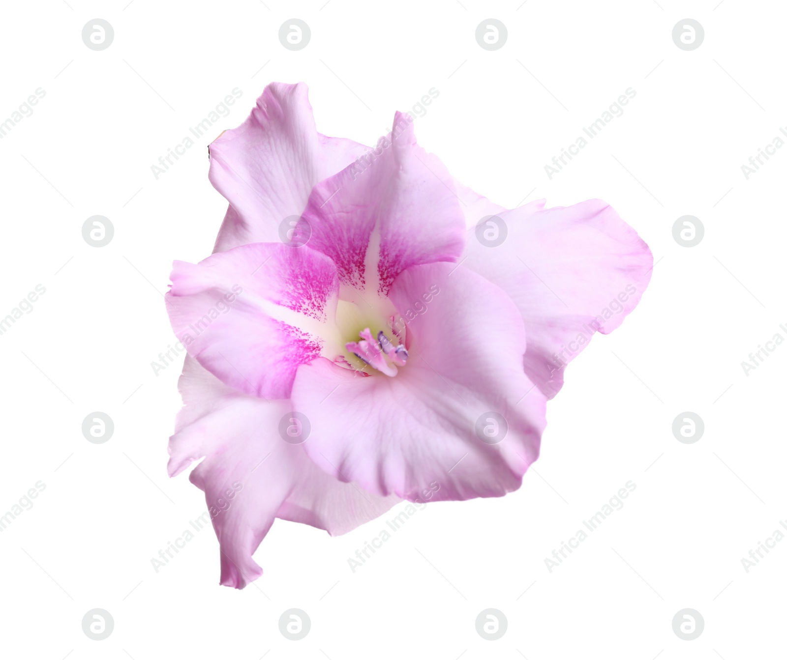 Photo of Beautiful delicate gladiolus flower on white background