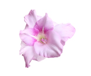 Beautiful delicate gladiolus flower on white background