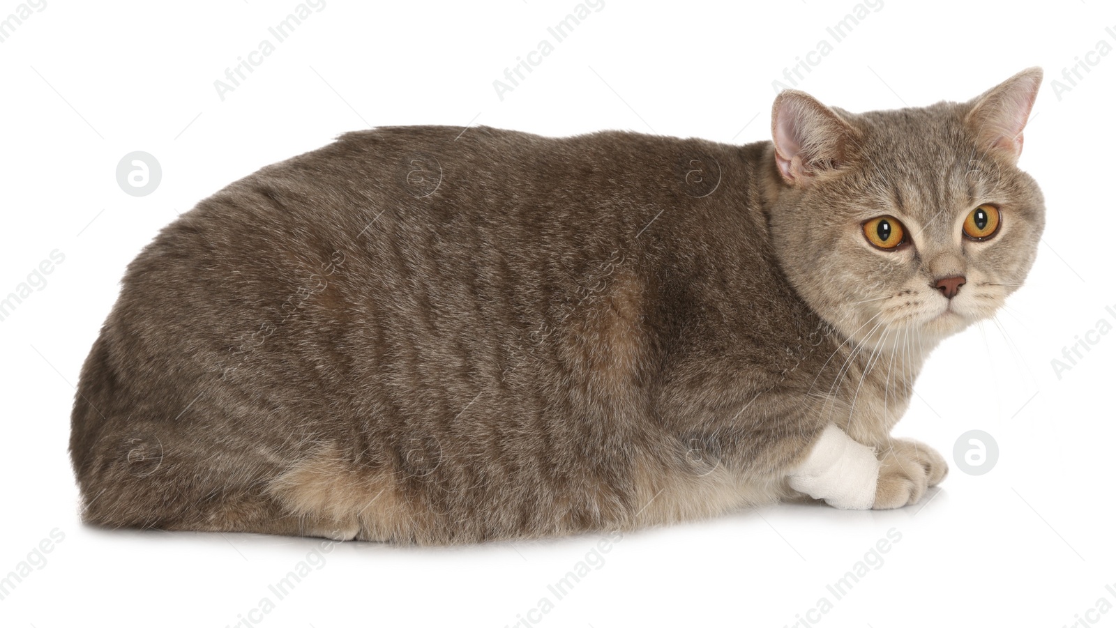 Photo of Cute scottish straight cat with bandage on paw against white background