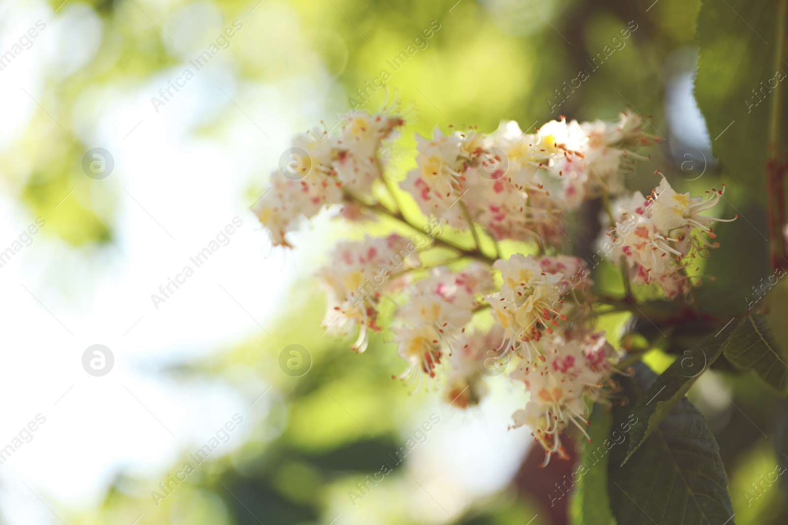 Photo of Closeup view of blossoming chestnut tree outdoors on sunny spring day