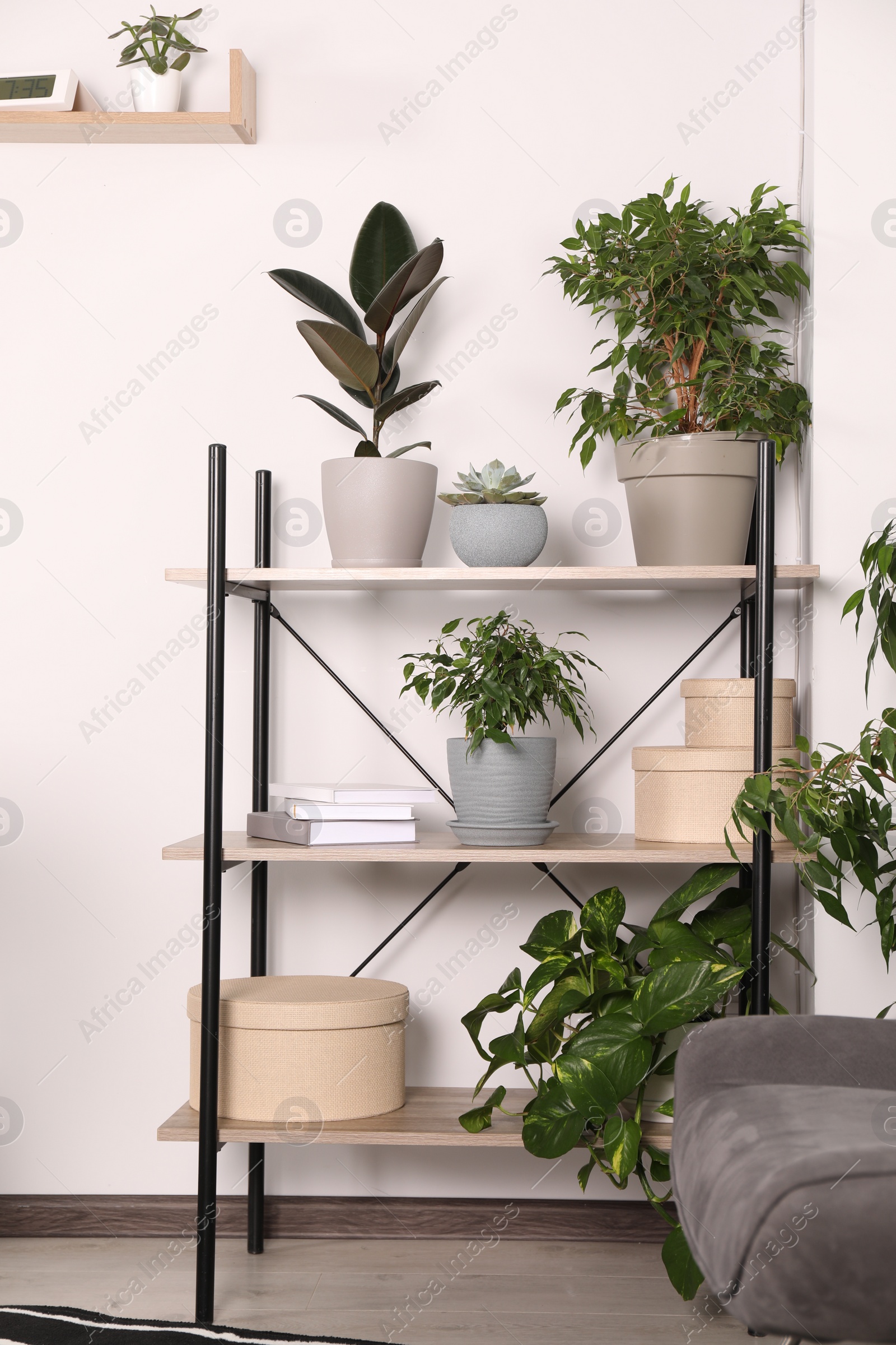 Photo of Different houseplants and boxes on shelving indoors