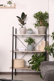 Photo of Different houseplants and boxes on shelving indoors