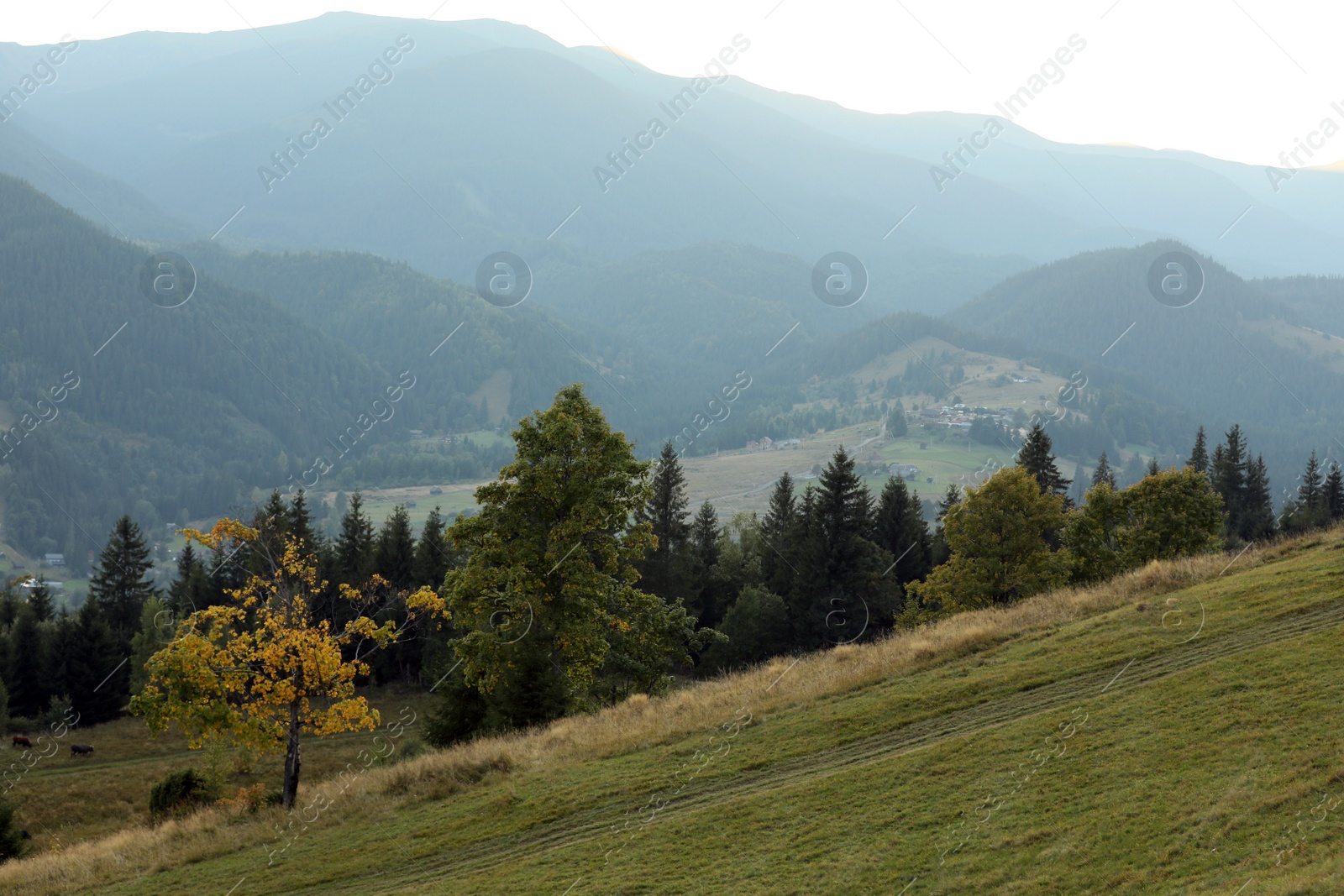 Photo of Beautiful view of grassy hill with conifer forest. Mountain landscape