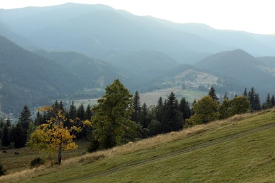 Photo of Beautiful view of grassy hill with conifer forest. Mountain landscape