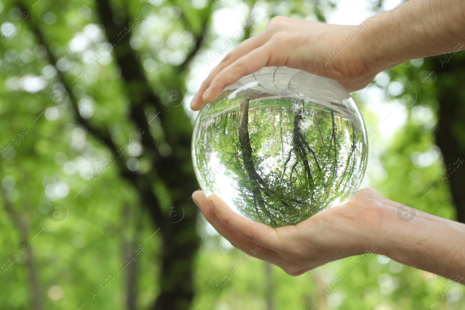 Photo of Beautiful green trees outdoors, overturned reflection. Man holding crystal ball in park, closeup. Space for text