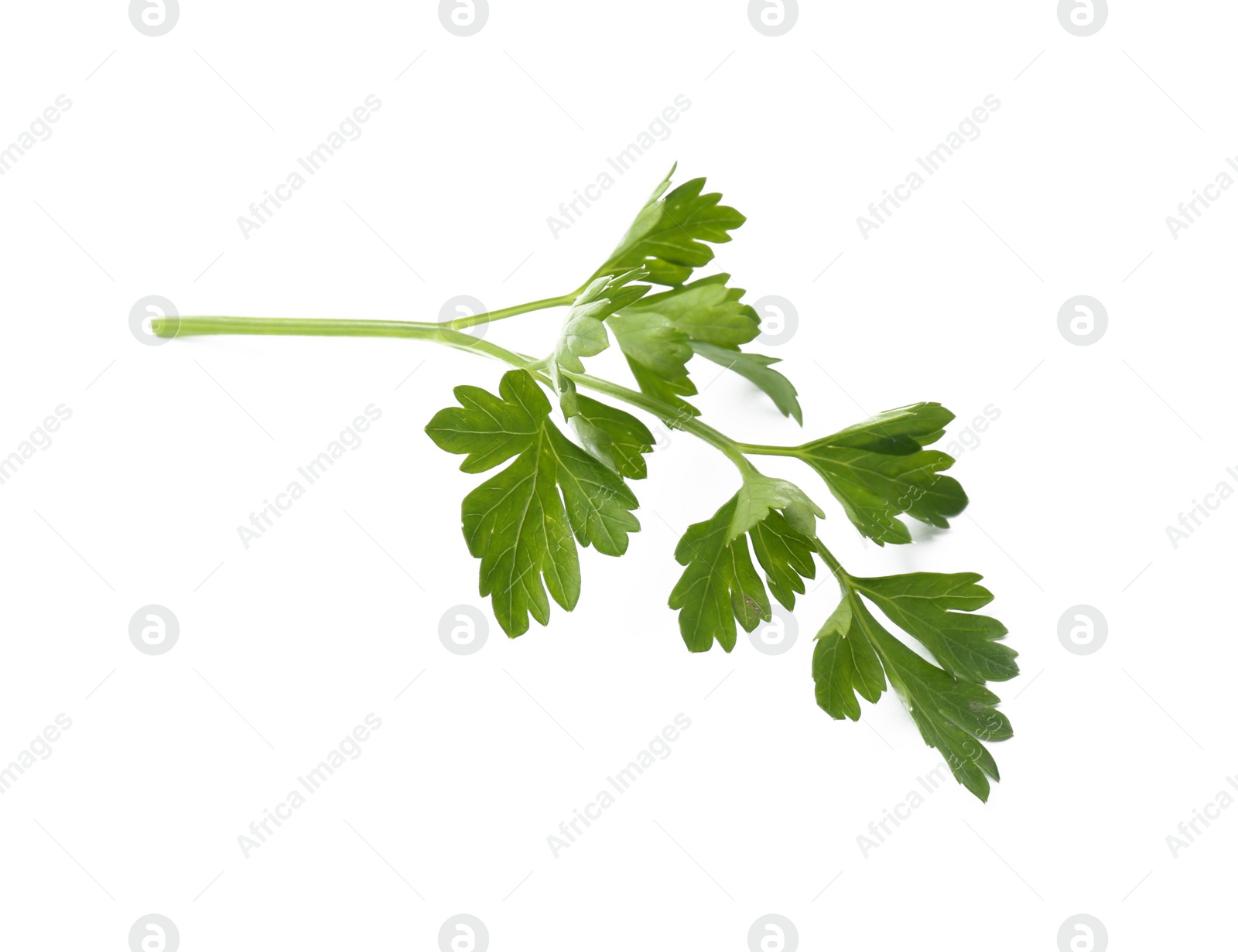 Photo of Fresh green organic parsley on white background