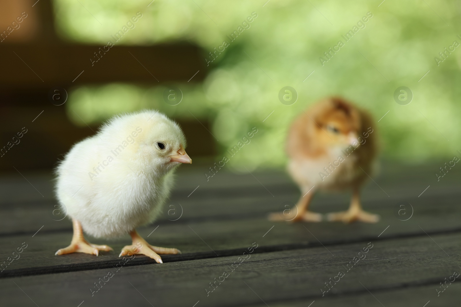 Photo of Two cute chicks on wooden surface outdoors, closeup. Baby animals