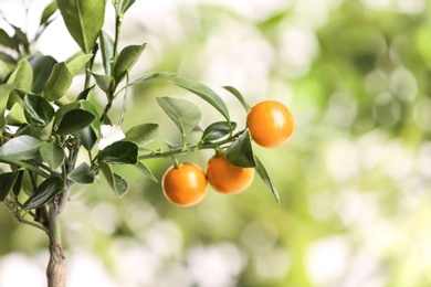 Citrus tree with flower and fruits on blurred background. Space for text
