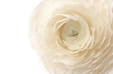 Photo of Beautiful ranunculus flower on white background