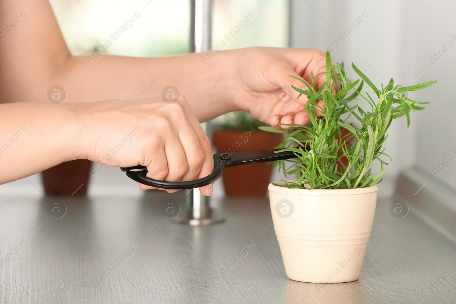 Photo of Woman cutting fresh rosemary in pot, closeup