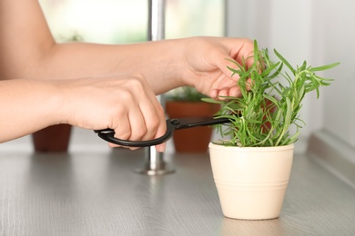 Photo of Woman cutting fresh rosemary in pot, closeup