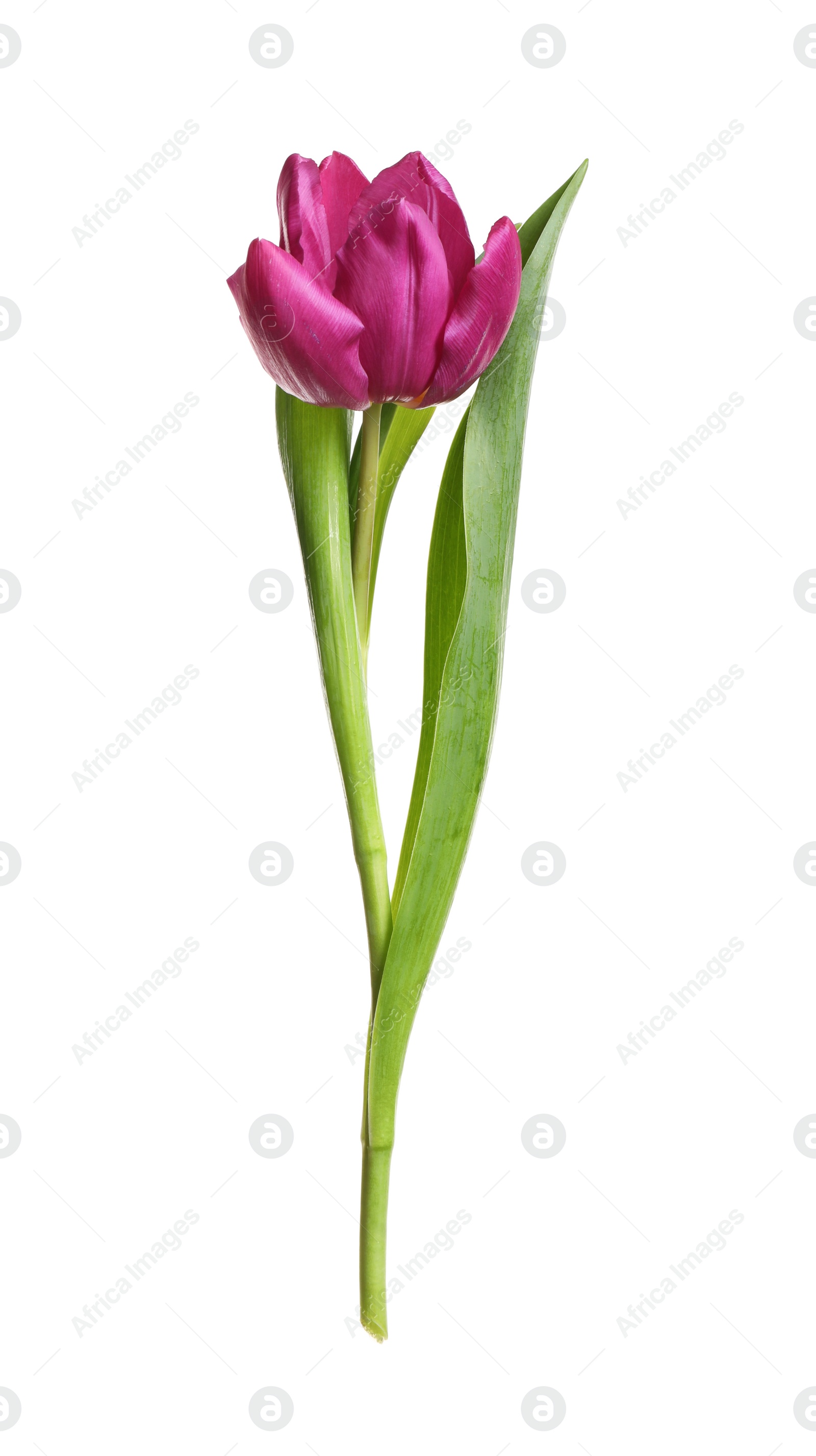 Photo of Beautiful tender spring tulip isolated on white