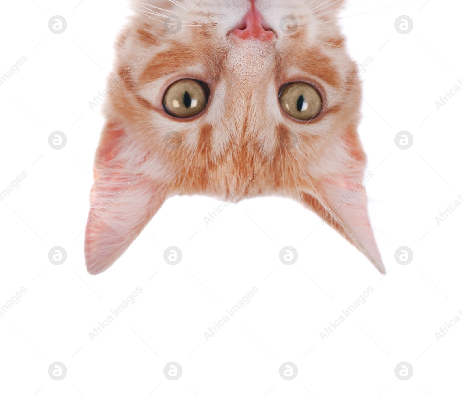 Photo of Adorable yellow tabby cat on white background