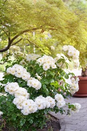 Photo of Bushes with beautiful roses in garden on summer day