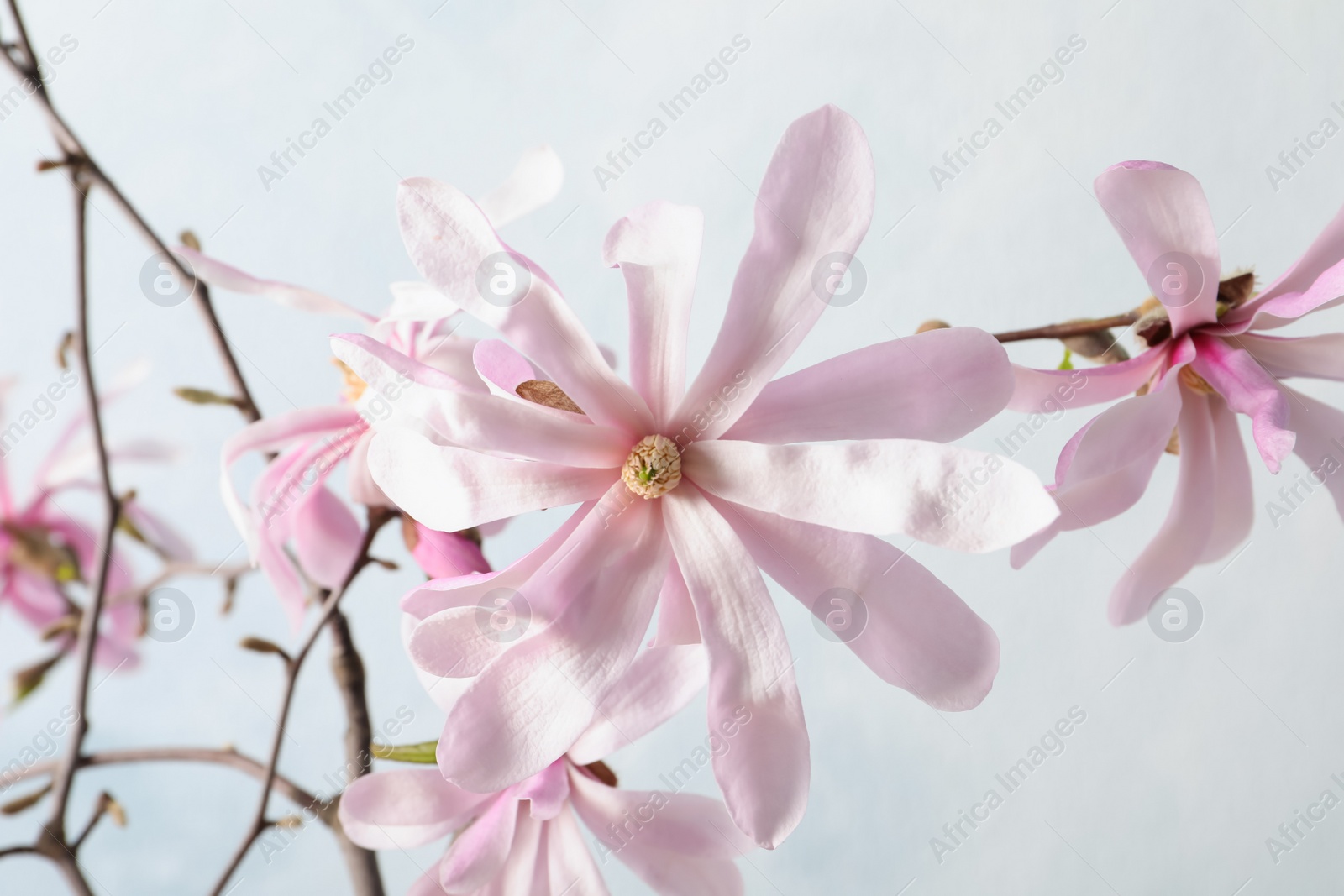 Photo of Magnolia tree branches with beautiful flowers on light blue background, closeup