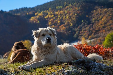 Photo of Adorable dogs in mountains on sunny day